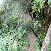 Plants: image 32 Of 208 Thumb
